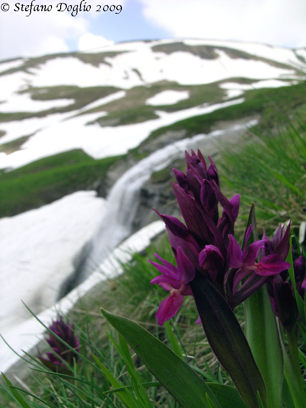 Dactylorhiza sambucina nei monti della Laga